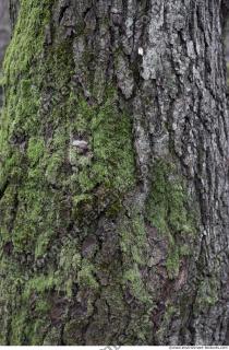 Photo Textures of Moss